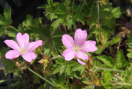 Geranium endressiiRoze ooievaarsbek bestellen